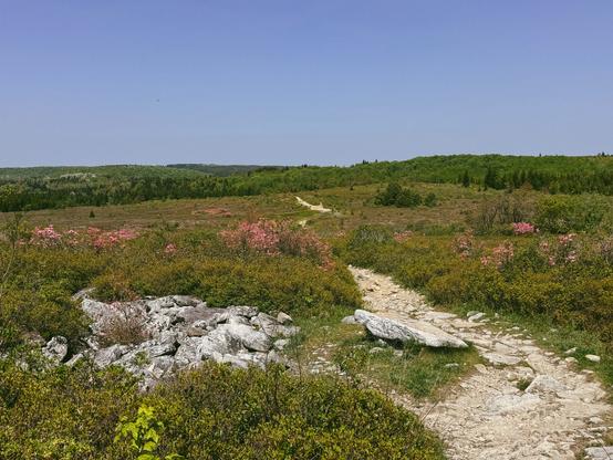 A trail on a high-altitude mountain plateau in Dolly Sods Wilderness area in the Monongahela National Forest. There are some large boulders and the pink azaleas are blooming alongside the trail.