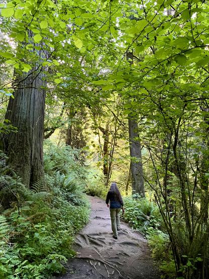 Photo of a longhaired woman hiking on a dirt trail through very green forest overhead and on both sides of the trail. The trunks of mature trees are on the left, a leaning red cedar and right, a Douglas fir I think.