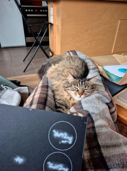 Il s’agit d’une photo en intérieur, où l’on peut voir Pépite, le chat de mes beaux-parents, dormir paisiblement et lourdement dans mes jambes allongée.