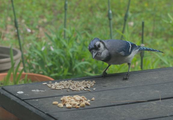 A blue jay eats sunflower seeds on a table on my deck.