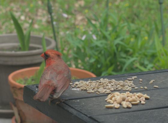 A male cardinal eats sunflower seeds on a table on my deck.