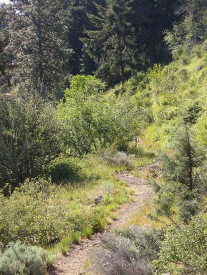 Vertical photo looking back at a relatively narrow, slightly ruddy-edged gravel footpath that ends from the foot of the photo away into one o'clock and the horizon a long which dense Ponderosa pines and other mostly evergreen and some deciduous trees crowd and climb. The morning sun is flooding this mountainside trail, the sage and manzanita and Oregon grape shrubs shining with green amongst the rocks and grasses.