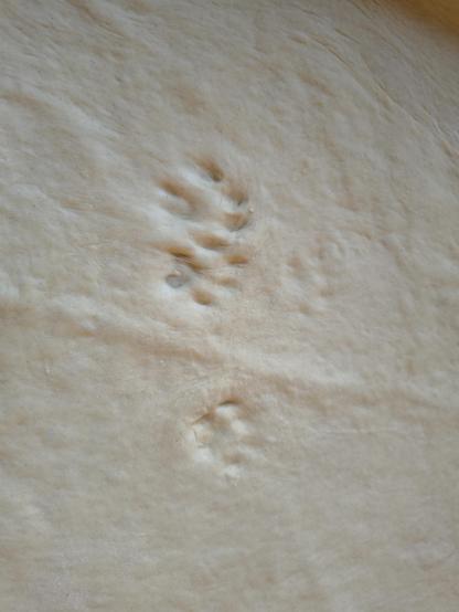 Paw prints in the pizza dough
