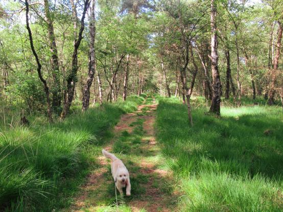 Ein kleiner, heller Mischlingshund flitzt auf einem Weg durch einen lichten Wald in Richtung Fotografin.