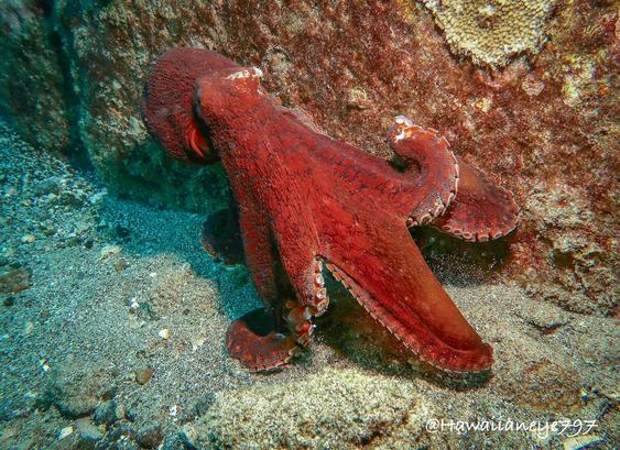 An octopus, momentarily reddish in color, moving over sandy rubble on an ocean reef.