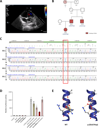 A novel heterozygous pathogenic variant in HEY2 led to a familial form of non-syndromic Tetralogy of Fallot