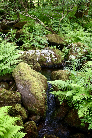 Mossy rocks and ferns