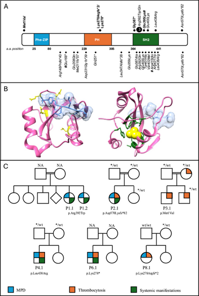 Biallelic SH2B3 germline variants are associated with a neonatal myeloproliferative disease and multisystemic involvement