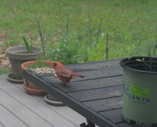 A male cardinal eats peanuts on a table on my deck.