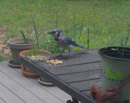 A blue jay swooped in and landed on the table, forcing the cardinal to hop to the other end of the table and wait for the jay to eat.