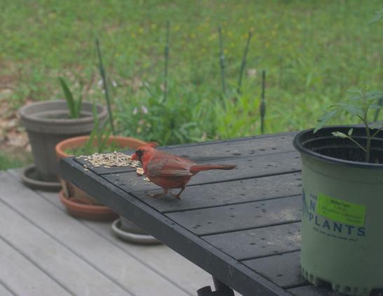 The cardinal hopped back to the seeds when the blue jay flew off and returned to his meal of peanuts. He took a peanut for Mrs Cardinal when he left.