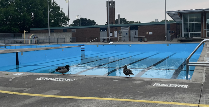 Ducks on the pool deck
