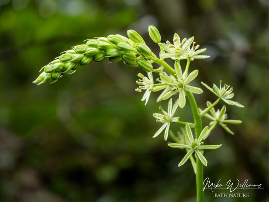 A green flower spike with green 6-petal flowers