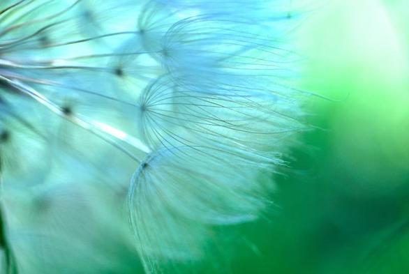 Une photo lumineuse dans laquelle le vert et le bleu-vert dominent. 
On voit de la gauche au tiers droit de l'image, une multitude de filaments rassemblés en petites corolles bleu-vert qui convergent vers un point situé à gauche, en dehors de l'image. L'ensemble est très léger.