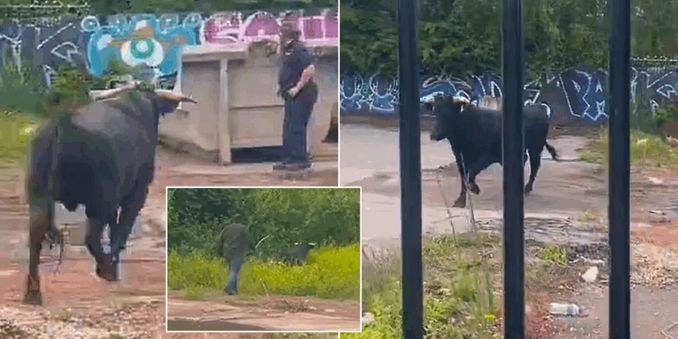 Animal RAMPAGES through streets of Second City on Islam's 'Day of Sacrifice'