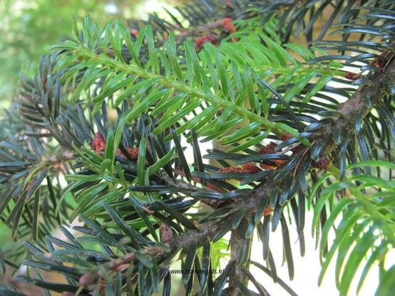 Photo of treespecies Abies nordmanniana : Category is lente-spring-fruhling-printemps-primavera