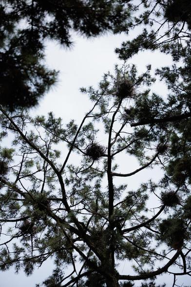 A view of pine branches with nests nestled among the foliage, set against a gray sky.