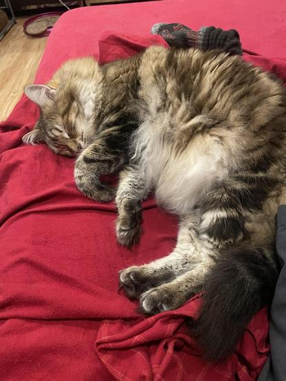 A large fluffy tabby cat lies on his side on a red soft bedsheet on a long couch. He is sleeping with his legs easily stretched out from his body. He's slightly curved.