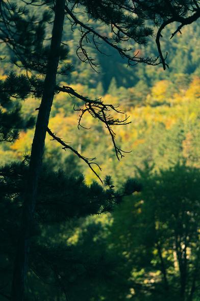 Photo of a yellow and green forest seen through a shady spot with black silhouettews of trees in the foreground