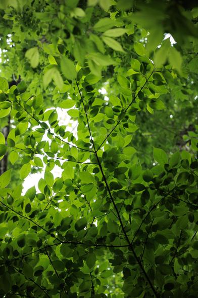 A canopy of vibrant green leaves fills the frame, creating a lush, layered texture against a bright, luminous background.