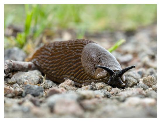 En liggande bild på en mördarsnigel som ligger på en grusgång. Gräsmatta ur fokus i bakgrunden.