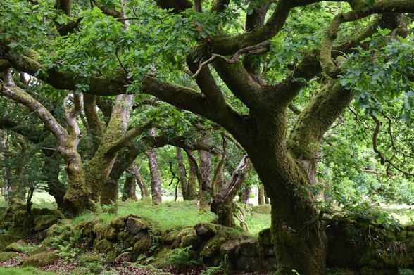 Oaks bend over a mossy wall