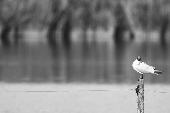 Black and white photo of a gull perched on a weathered wooden post above a body of water, with blurred reflections and soft tree shapes in the background. The gull looks toward the camera, giving a moment of still curiosity against a tranquil lakeside scene.