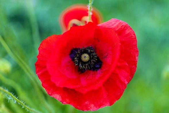 Eine leuchtend rote Mohnblume mit zarten Blütenblättern und einer grünen Mitte vor einem verschwommenen grünen Hintergrund.