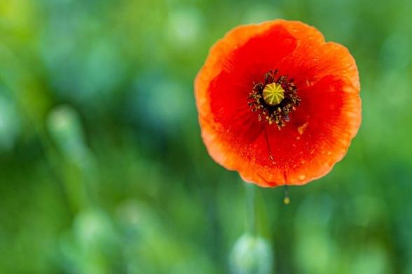 Eine leuchtend rote Mohnblume mit zarten Blütenblättern und einer grünen Mitte vor einem verschwommenen grünen Hintergrund.