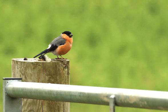 Male bullfinch perched on a round wooden gate post with the top of the metal gate visible at the bottom the image and a grassy field beyond