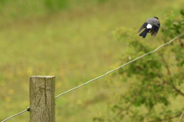 A square wooded fence post at the bottom left of the image with a single metal wire diagonally up to the to right. A bullfinch has taken off and has flown in line with the wire, and is now out of focus