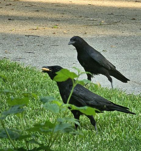 Crows partaking in a breakfast of peanuts, one crow looking on for a peanut to drop from another's stuffed beak.