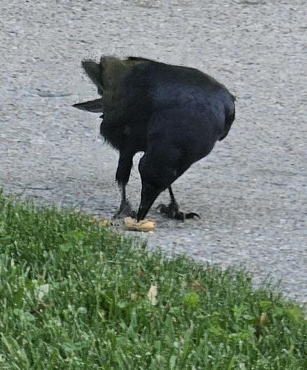 Crow using its foot to pin a peanut down to the ground while it's pecking the shell open.