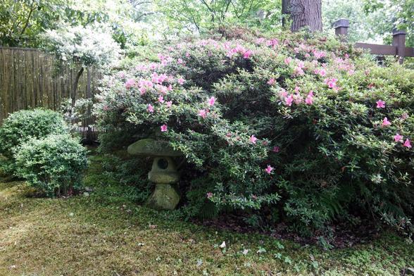 A photo taken at the Japanese Garden Clingendael Park. A stone lantern hugged by a bush with pink flowers (probably Rhododendron indicum).