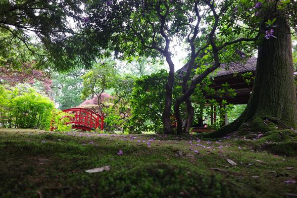 A photo taken at the Japanese Garden Clingendael Park, moss on the ground, some trees and flowers here and there and a red bridge in the distance.