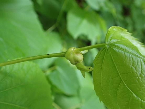 Photo of Contarinia tiliarum. A leaf-stalk gall on lime caused by midges.