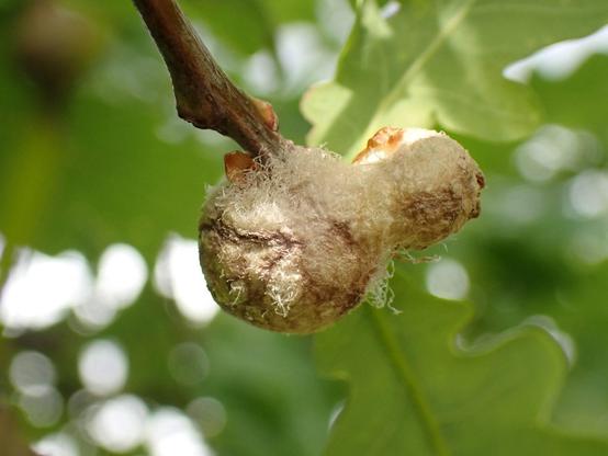 A woolly looking gall - Cotton-wool gall caused by wasp. On Pedunculate Oak