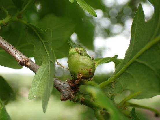 Oak curved-leaf gall caused by wasp on pedunculate oak