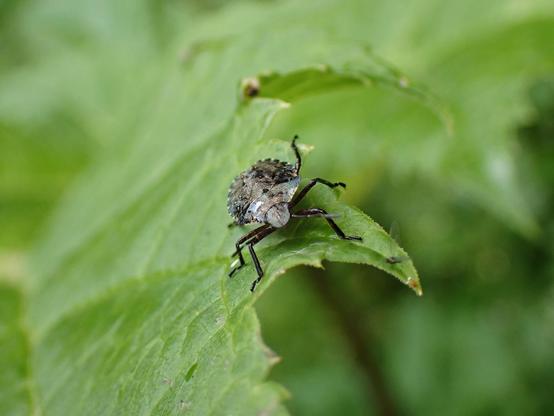 Forest bug on a large giant hogweed leaf.