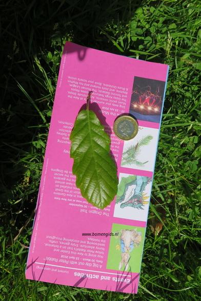 Photo of treespecies Quercus faginea : Category is blad-leaf-blatt-feuille-hoja
