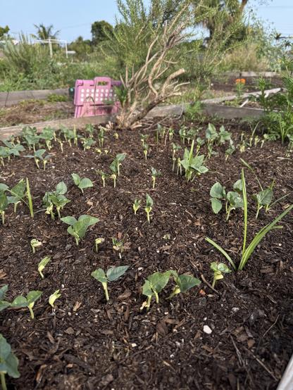 Numerous green saplings of black eyed peas. Some weeds are in the middle too. An old and established rosemary plant is in the background.