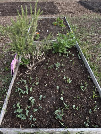 In the front, there are black-eyed pea saplings, Cosmo plants, and an established rosemary plant. In the back are sisso spinach, coreopsis, and native milkweed plants.