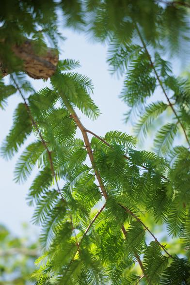 Lush green foliage fills the image, showcasing delicate fern-like leaves against a clear blue sky.