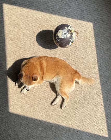 An overhead photo of a trapazoidal sunny patch of carpet (sun) occupied by a basking shiba (dog) and a globe of Earth (planet).