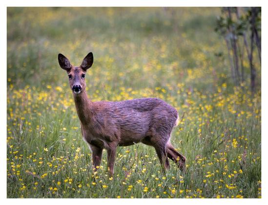 En liggande bild på ett rådjur som står med vänstra sidan mot kameran och tittar rakt in i densamma. Knähögt gräs och gula blommor runt om.