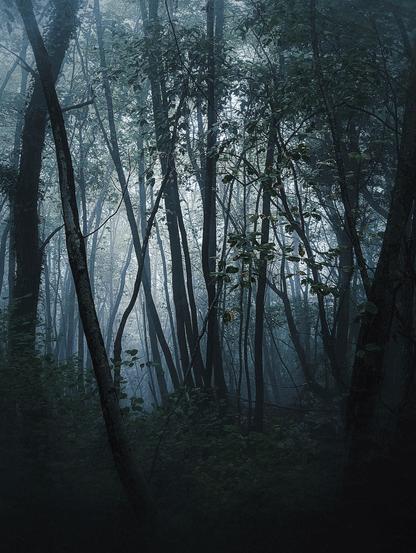 A dense, dark forest shrouded in an ethereal mist, giving it a mysterious and somewhat eerie appearance. Tall, slender tree trunks, mostly bare or with sparse dark foliage, stretch upwards, disappearing into the pale, misty background. The undergrowth is dark and leafy, adding to the sense of depth and enclosure. The overall lighting is dim, suggesting either dawn, dusk, or heavy cloud cover.