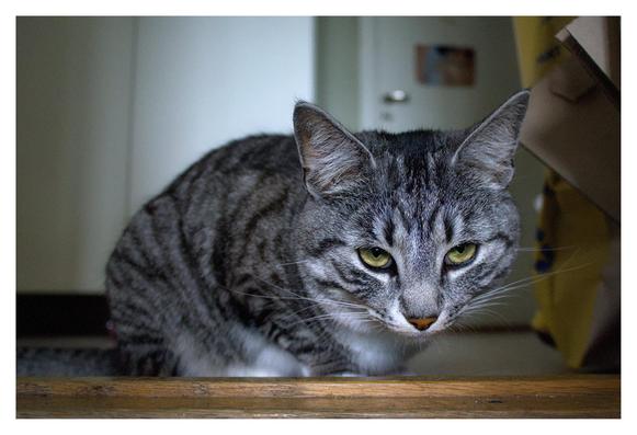 En liggande bild på katten Sonja som ligger på golvet och stirrar ledset förbi kameran. Hon är tabby i svart och grått med vita inslag, gulgröna ögon och terrakottafärgad nos.