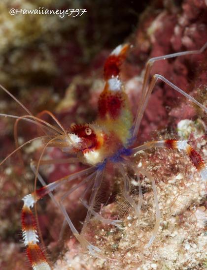 A thin finger length shrimp marked with alternating bands of white and orange on it body and primary claws.