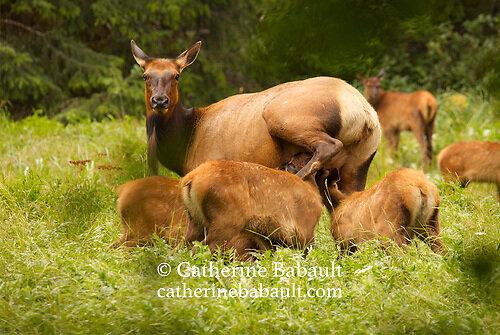 A Roosevelt elk cow, also known as wapiti, feeding three calves in the wilderness.