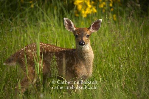 A black-tailed deer fawn in the wilderness, it looks at the camera.